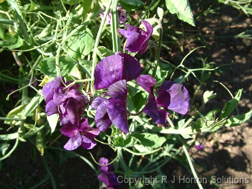 Sweet Peas_1
